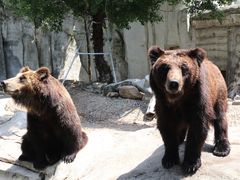 -灵玲国际马戏城