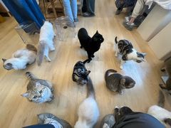 -有喵·猫咖·狗咖·30几只猫10只小狗(岗厦店)