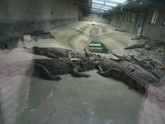 -泉州海丝野生动物世界