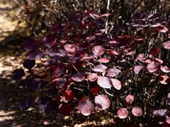 -青峰峡国家森林公园