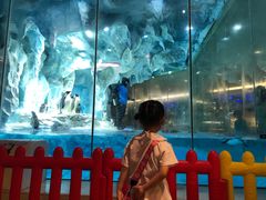 -帝企鹅自助餐厅•儿童岛•真企鹅(长隆企鹅酒店)