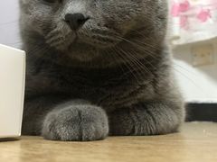 -纳吉亚猫专科动物诊疗中心(蒋宅口分院)