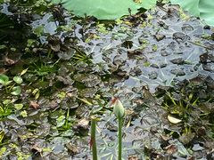 -白塘生态植物园