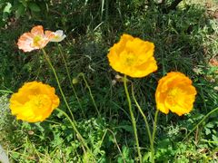 -名花谷生态庄园