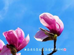 -陆家嘴中心绿地