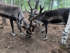 -北极村旅游风景区