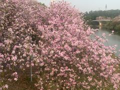 -广东花都湖国家湿地公园