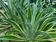 -广西壮族自治区药用植物园