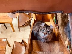 -猫小院猫主题餐厅(南锣旗舰店)