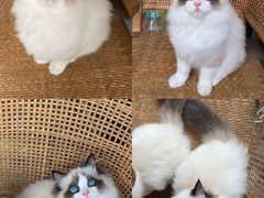 -Bastet sally猫舍购宠(静安店)