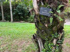 -深圳仙湖植物园-停车场