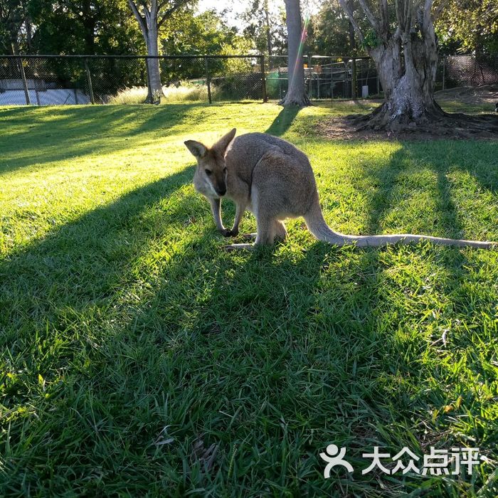 龙柏考拉动物园