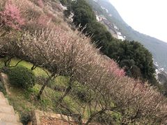 -香雪海