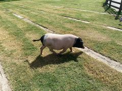 -前小桔亲子创意农场·草莓采摘·露营烧烤