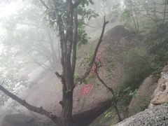 -六里坪国家森林公园
