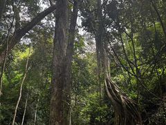 -西双版纳原始森林公园