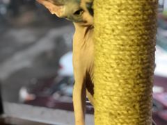 -more than meow吴止猫主题餐厅(承德 中船汇店)