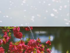 -莫愁湖公园