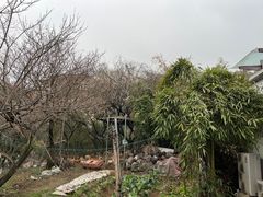 -十里梅乡农庄·进化土鸡