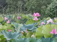 -洛阳市隋唐城遗址植物园