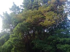 -星海公园(番禺区)