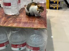 -紫薇冷饮(海宁盐官宣德路店)