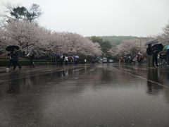 -武汉大学-樱园