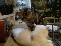 -平行世界·猫咖(首经贸店)