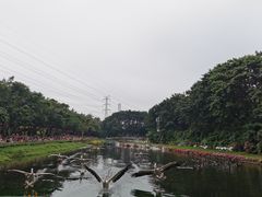 -广州长隆飞鸟乐园