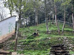 -中国大熊猫保护研究中心雅安碧峰峡基地