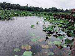 -荷塘月色湿地公园·向阳花洲