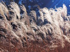 -野鸭湖国家湿地公园