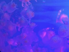 -日照世帆赛基地