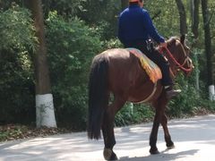 -铁山坪森林公园