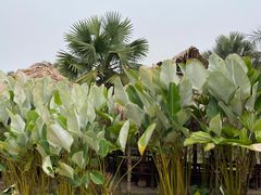 -中国科学院西双版纳热带植物园