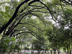 -上海佘山国家森林公园天马山园