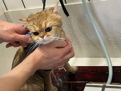 -熊小胖宠物生活馆(天华园店)