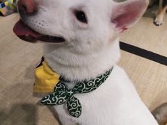 -逗柴咖啡屋·狗咖猫咖宠物桌游