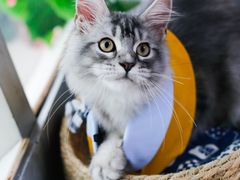 -lincat·猫舍(广州店)