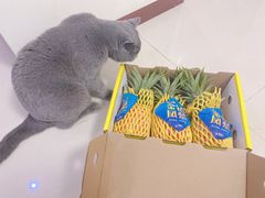 -鲜力达果品批发直销(青山店)