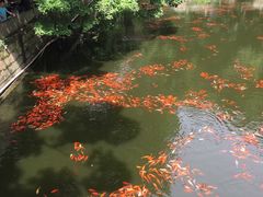 -普陀山风景名胜区-法雨禅寺
