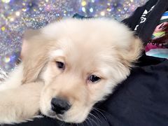 -翊宠yipet猫狗购宠庄园犬舍•猫舍