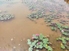 -九龙湖公园