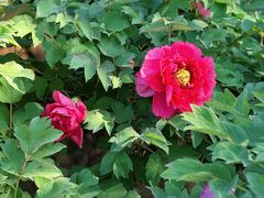 -羊亭河湿地公园