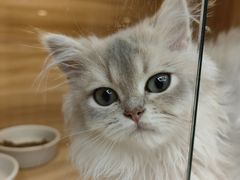 -猫十亿·布偶金渐层·曼基康矮脚猫舍(青年路店)