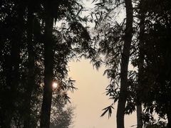 -铁山坪森林公园