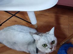 -李小姐の猫咖啡馆(五角场店)