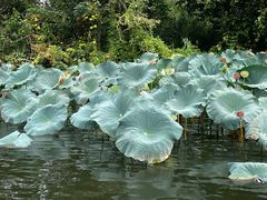 -西湖外事游船(花港观鱼码头)