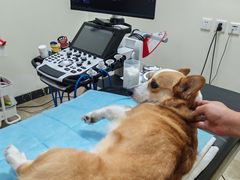 -美联众合动物医院·24h转诊中心