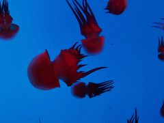 -上海海洋水族馆-停车场